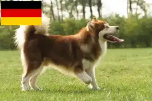 Lee más sobre el artículo Criadores y cachorros de Alaskan Malamute en Alemania