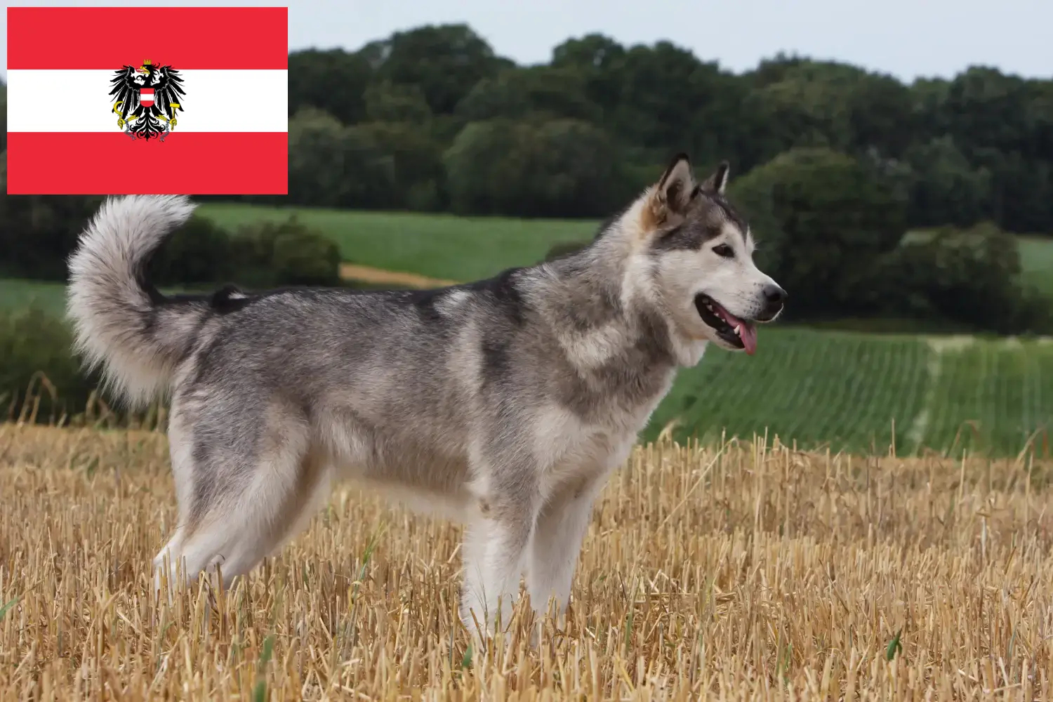 Lee más sobre el artículo Criadores y cachorros de Alaskan Malamute en Austria