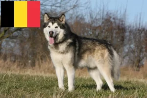 Lee más sobre el artículo Criadores y cachorros de Alaskan Malamute en Bélgica