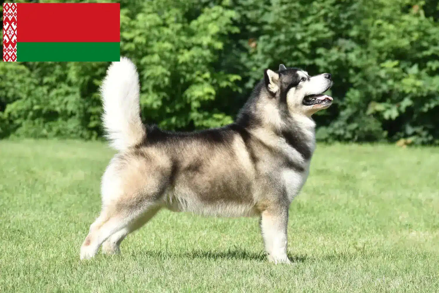 Lee más sobre el artículo Criadores y cachorros de Alaskan Malamute en Bielorrusia