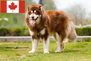 Lee más sobre el artículo Criadores y cachorros de Alaskan Malamute en Canadá