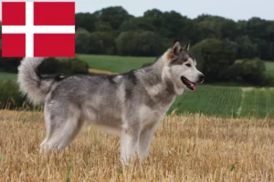 Lee más sobre el artículo Criadores y cachorros de Alaskan Malamute en Dinamarca