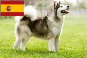 Lee más sobre el artículo Criadores y cachorros de Alaskan Malamute en España