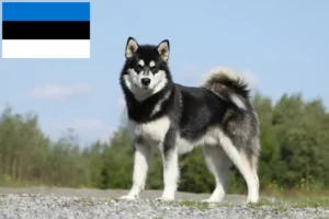 Lee más sobre el artículo Criadores y cachorros de Alaskan Malamute en Estonia