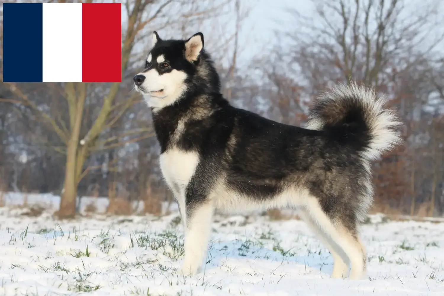 Lee más sobre el artículo Criadores y cachorros de Alaskan Malamute en Francia