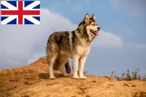 Lee más sobre el artículo Criadores y cachorros de Alaskan Malamute en Gran Bretaña