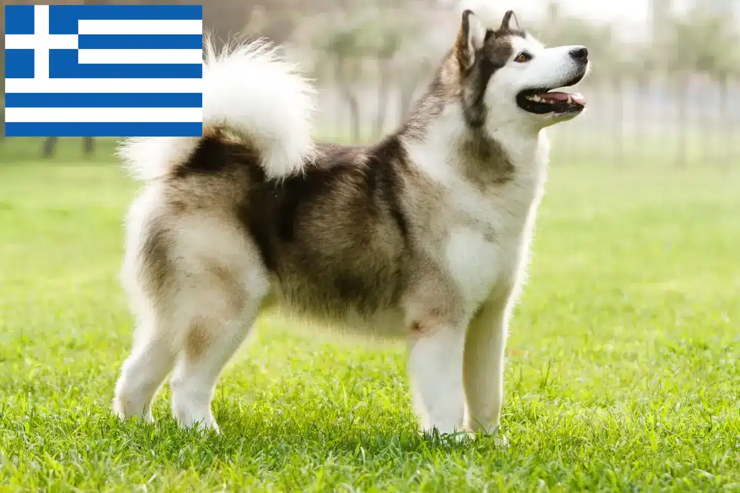 Lee más sobre el artículo Criadores de Alaskan Malamute y cachorros en Grecia