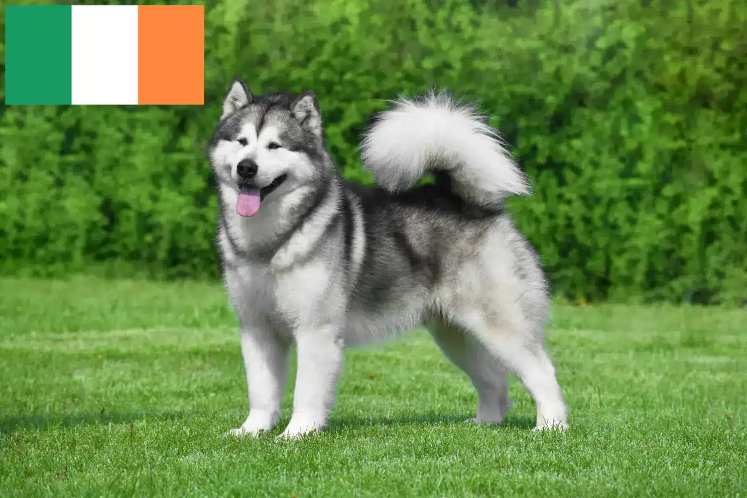 Lee más sobre el artículo Criadores y cachorros de Alaskan Malamute en Irlanda