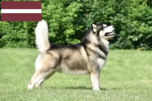 Lee más sobre el artículo Criadores y cachorros de Alaskan Malamute en Letonia