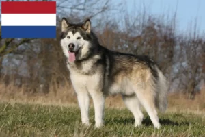 Lee más sobre el artículo Criadores y cachorros de Alaskan Malamute en los Países Bajos