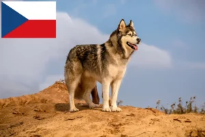 Lee más sobre el artículo Criadores y cachorros de Alaskan Malamute en la República Checa