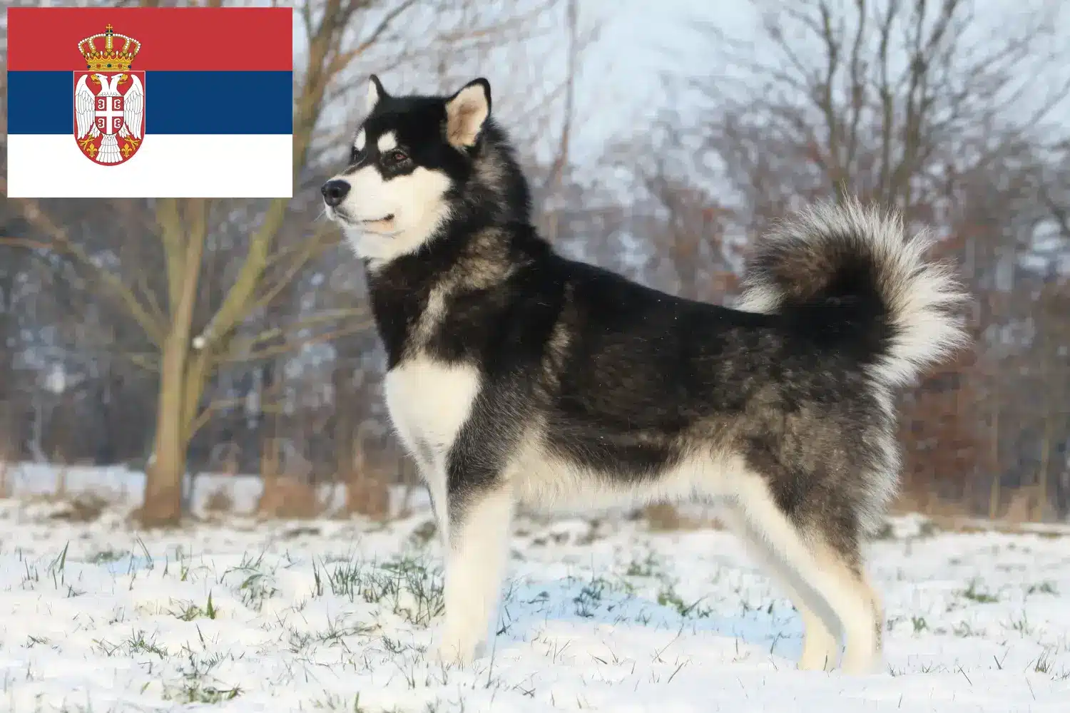 Lee más sobre el artículo Criadores de Alaskan Malamute y cachorros en Serbia