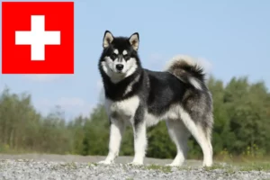 Lee más sobre el artículo Criadores de Alaskan Malamute y cachorros en Suiza