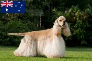 Lee más sobre el artículo Criadores de Cocker Spaniel Americano y cachorros en Australia