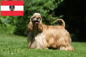 Lee más sobre el artículo Criadores de Cocker Spaniel Americano y cachorros en Austria