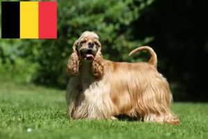 Lee más sobre el artículo Criadores de Cocker Spaniel Americano y cachorros en Bélgica