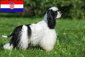 Lee más sobre el artículo Criadores de Cocker Spaniel Americano y cachorros en Croacia