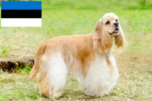 Lee más sobre el artículo Criadores de Cocker Spaniel Americano y cachorros en Estonia