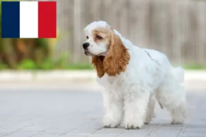 Lee más sobre el artículo Criadores de Cocker Spaniel Americano y cachorros en Francia