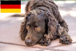 Lee más sobre el artículo Criadores y cachorros de American Water Spaniel en Alemania