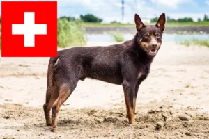 Lee más sobre el artículo Criadores de Australian Kelpie y cachorros en Suiza