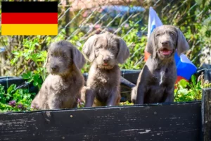 Lee más sobre el artículo Criadores y cachorros de Barbudo de pelo duro eslovaco en Alemania
