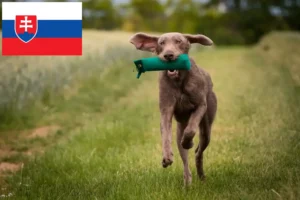 Lee más sobre el artículo Criadores y cachorros de Barba de Pelo duro eslovaca en Eslovaquia