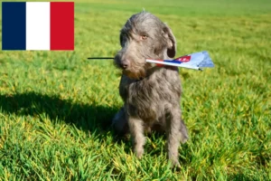 Lee más sobre el artículo Criadores y cachorros de Barbudo de pelo duro eslovaco en Francia