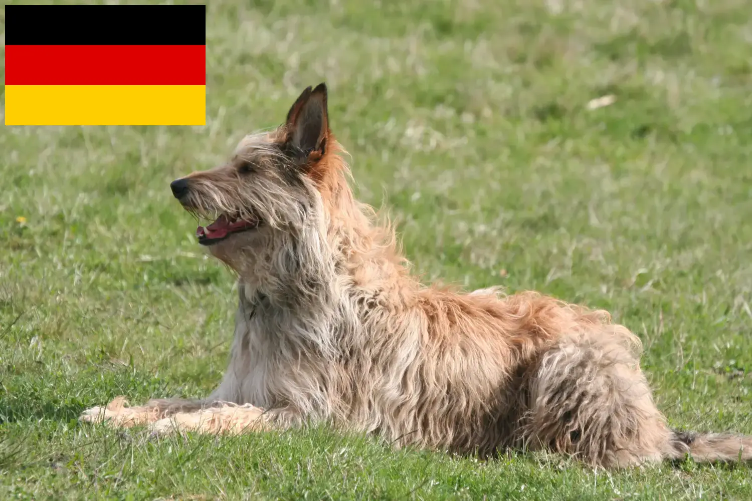 Lee más sobre el artículo Criadores y cachorros de Berger de Picardie en Alemania