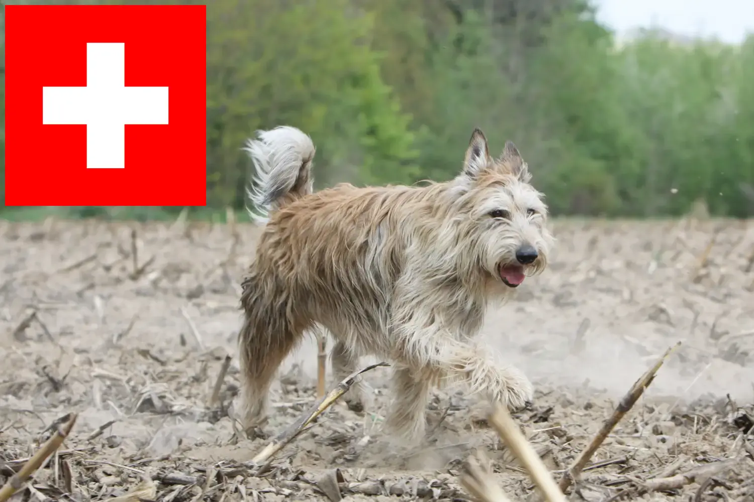 Lee más sobre el artículo Criadores y cachorros de Berger de Picardie en Suiza