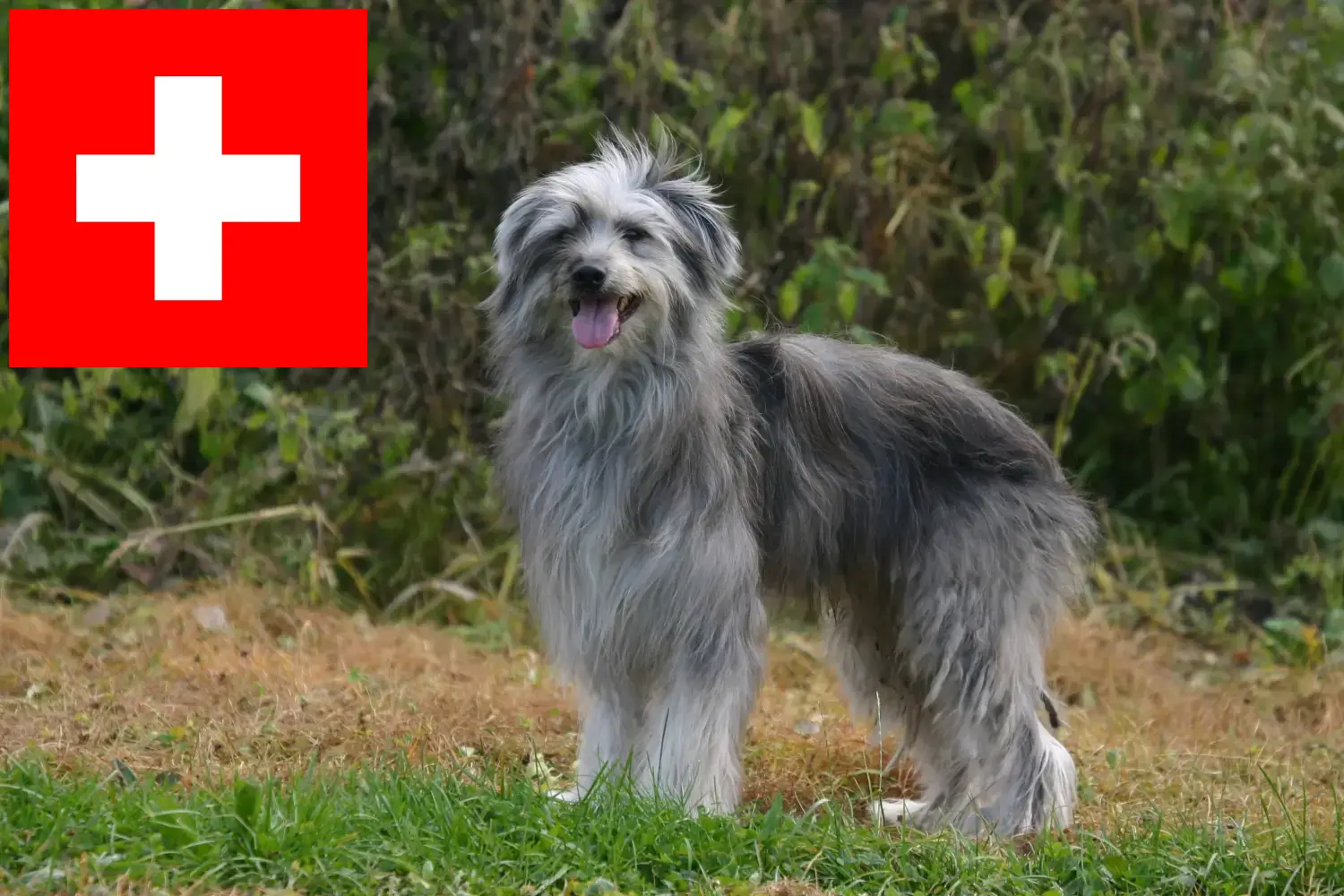 Berger des Pyrenees criadores y cachorros en Suiza - DogWeb.es