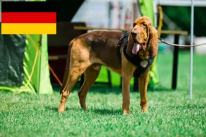 Lee más sobre el artículo Criadores de sabuesos y cachorros en Alemania