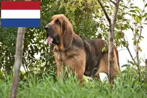 Lee más sobre el artículo Criadores de Bloodhound y cachorros en los Países Bajos