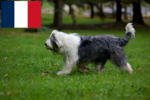 Lee más sobre el artículo Criadores y cachorros de Bobtail en Francia