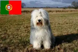 Lee más sobre el artículo Criadores y cachorros de Bobtail en Portugal