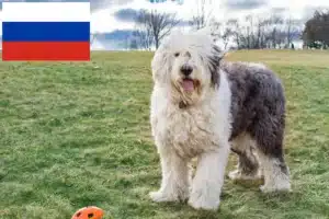 Lee más sobre el artículo Criadores y cachorros de Bobtail en Rusia
