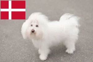 Lee más sobre el artículo Criadores de boloñés y cachorros en Dinamarca