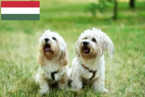Lee más sobre el artículo Criadores de boloñés y cachorros en Hungría