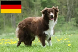 Lee más sobre el artículo Criadores de Border Collie y cachorros en Alemania