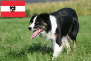 Lee más sobre el artículo Criadores de Border Collie y cachorros en Austria