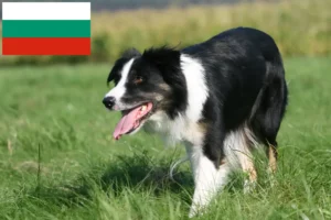 Lee más sobre el artículo Criadores de Border Collie y cachorros en Bulgaria