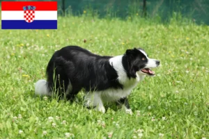 Lee más sobre el artículo Criadores de Border Collie y cachorros en Croacia