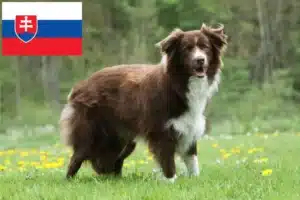 Lee más sobre el artículo Criadores de Border Collie y cachorros en Eslovaquia