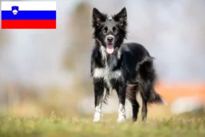 Lee más sobre el artículo Criadores de Border Collie y cachorros en Eslovenia