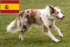 Lee más sobre el artículo Criadores y cachorros de Border Collie en España