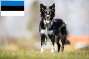 Lee más sobre el artículo Criadores de Border Collie y cachorros en Estonia