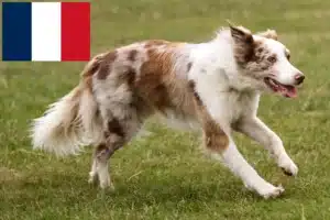 Lee más sobre el artículo Criadores de Border Collie y cachorros en Francia