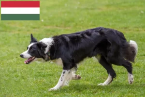 Lee más sobre el artículo Criadores de Border Collie y cachorros en Hungría