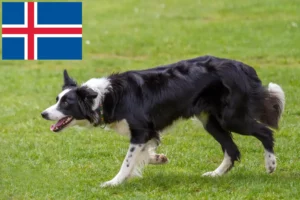 Lee más sobre el artículo Criadores de Border Collie y cachorros en Islandia