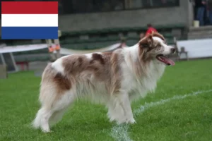 Lee más sobre el artículo Criadores de Border Collie y cachorros en los Países Bajos